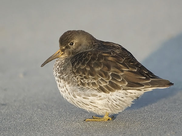 Merisirri, Purple Sandpiper, Calidris maritima